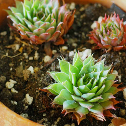 Succulents Potting Soil 100% Organic Special Research Based Formula for All Succulent Plants